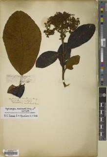 Type specimen at Edinburgh (E). Mathews, Andrew: . Barcode: E00360017.