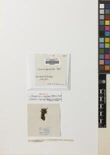 Type specimen at Edinburgh (E). MacVicar, Symers: . Barcode: E00360221.