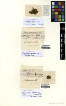 Type specimen at Edinburgh (E). Spruce, Richard: 542. Barcode: E00360704.