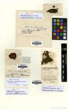 Type specimen at Edinburgh (E). Spruce, Richard: 490. Barcode: E00360708.