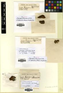 Type specimen at Edinburgh (E). Spruce, Richard: 493. Barcode: E00360709.