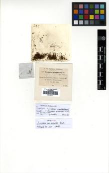 Type specimen at Edinburgh (E). Ule, Ernst: 247. Barcode: E00360711.