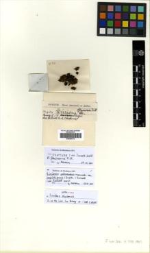Type specimen at Edinburgh (E). Spruce, Richard: 484. Barcode: E00360713.