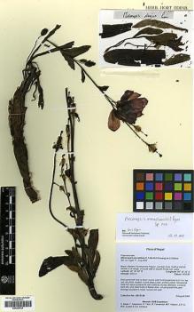 Type specimen at Edinburgh (E). Ikeda, H.; Kawahara, T.; Yano, O.; Watson, M.F.; Li, Z.H.; Subedi, M.N. & Acharya, S.K: 20815156. Barcode: E00360728.