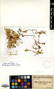 Type specimen at Edinburgh (E). Manissadjian, A.: 1075. Barcode: E00361538.