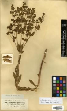 Type specimen at Edinburgh (E). Kotschy, Carl (Karl): 448. Barcode: E00362386.