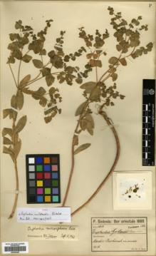 Type specimen at Edinburgh (E). Sintenis, Paul: 1362. Barcode: E00362387.