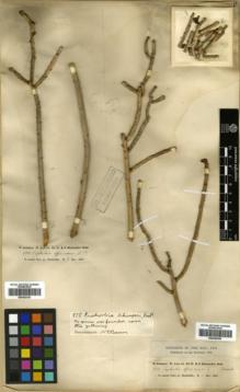 Type specimen at Edinburgh (E). Schimper, Georg: 878. Barcode: E00362393.