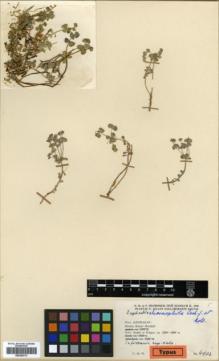 Type specimen at Edinburgh (E). Rechinger, Karl; Rechinger, Frida: 4902. Barcode: E00362772.