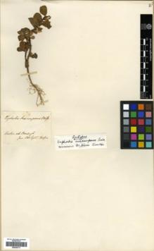 Type specimen at Edinburgh (E). Boissier, Pierre: . Barcode: E00362773.