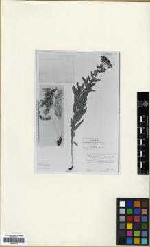 Type specimen at Edinburgh (E). Handel-Mazzetti, Heinrich: 2789. Barcode: E00362779.