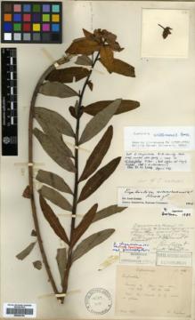 Type specimen at Edinburgh (E). Ducloux, Francois: 118. Barcode: E00362784.