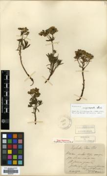Type specimen at Edinburgh (E). Maire, Edouard-Ernest: . Barcode: E00362787.