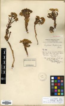 Type specimen at Edinburgh (E). Forrest, George: 224. Barcode: E00362788.