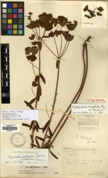 Type specimen at Edinburgh (E). Bodinier, Emile: . Barcode: E00362792.