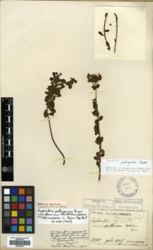 Type specimen at Edinburgh (E). Faurie, Urbain: 1978. Barcode: E00362799.