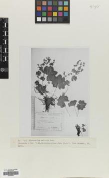 Type specimen at Edinburgh (E). Grossheim, Alexander: . Barcode: E00366222.