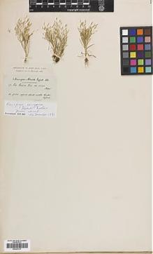 Type specimen at Edinburgh (E). Bourgeau, Eugène: . Barcode: E00367374.