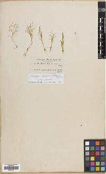 Type specimen at Edinburgh (E). Bourgeau, Eugène: 271. Barcode: E00367376.