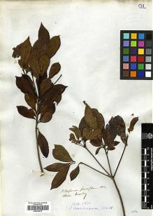 Type specimen at Edinburgh (E). Beechey's Voyage [Collectors: Lay & Collie]: . Barcode: E00369010.