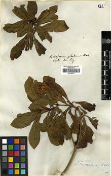 Type specimen at Edinburgh (E). Beechey's Voyage [Collectors: Lay & Collie]: . Barcode: E00369011.