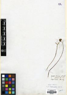 Type specimen at Edinburgh (E). Beechey's Voyage [Collectors: Lay & Collie]: . Barcode: E00369024.