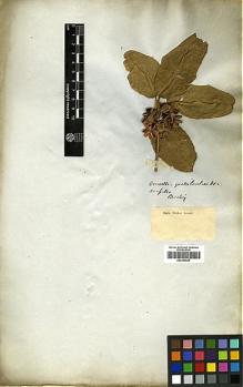 Type specimen at Edinburgh (E). Beechey's Voyage [Collectors: Lay & Collie]: . Barcode: E00369025.
