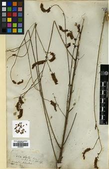 Type specimen at Edinburgh (E). Beechey's Voyage [Collector: A. Sinclair]: . Barcode: E00369041.