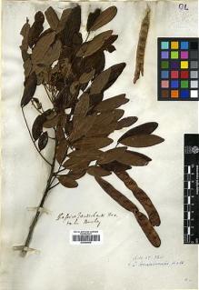 Type specimen at Edinburgh (E). Beechey's Voyage [Collectors: Lay & Collie]: . Barcode: E00369045.