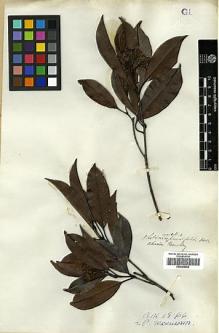 Type specimen at Edinburgh (E). Beechey's Voyage [Collectors: Lay & Collie]: . Barcode: E00369054.