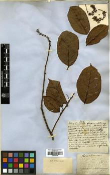 Type specimen at Edinburgh (E). Beechey's Voyage [Collectors: Lay & Collie]: . Barcode: E00369058.