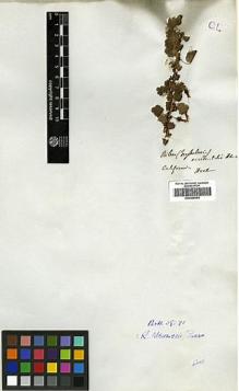 Type specimen at Edinburgh (E). Douglas, David: . Barcode: E00369064.