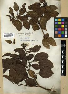 Type specimen at Edinburgh (E). Beechey's Voyage [Collectors: Lay & Collie]: . Barcode: E00369067.