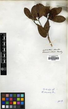 Type specimen at Edinburgh (E). Beechey's Voyage [Collectors: Lay & Collie]: . Barcode: E00369068.