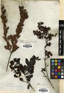 Type specimen at Edinburgh (E). Beechey's Voyage [Collectors: Lay & Collie]: . Barcode: E00369069.