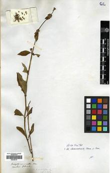 Type specimen at Edinburgh (E). Millett, Charles: . Barcode: E00369101.