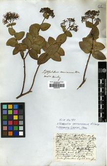 Type specimen at Edinburgh (E). Beechey's Voyage [Collectors: Lay & Collie]: . Barcode: E00369102.