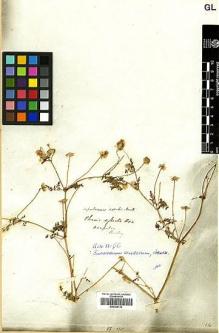 Type specimen at Edinburgh (E). Beechey's Voyage [Collector: A. Sinclair]: . Barcode: E00369112.