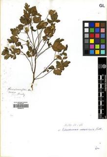 Type specimen at Edinburgh (E). Beechey's Voyage [Collectors: Lay & Collie]: . Barcode: E00369113.