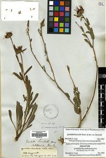 Type specimen at Edinburgh (E). Beechey's Voyage [Collectors: Lay & Collie]: . Barcode: E00369114.
