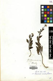 Type specimen at Edinburgh (E). Beechey's Voyage [Collectors: Lay & Collie]: . Barcode: E00369116.
