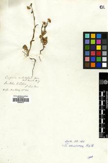 Type specimen at Edinburgh (E). Beechey's Voyage [Collector: A. Sinclair]: . Barcode: E00369117.
