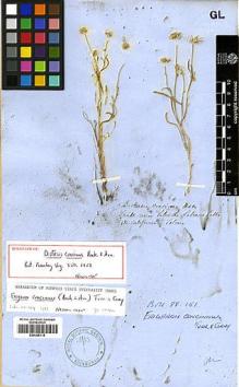 Type specimen at Edinburgh (E). Tolmie, William: . Barcode: E00369118.