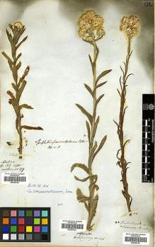 Type specimen at Edinburgh (E). Beechey's Voyage [Collectors: Lay & Collie]: . Barcode: E00369120.