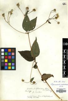 Type specimen at Edinburgh (E). Beechey's Voyage [Collector: A. Sinclair]: . Barcode: E00369133.