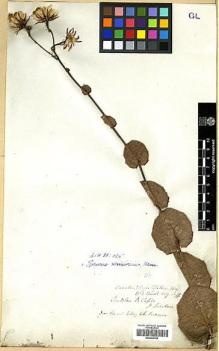 Type specimen at Edinburgh (E). Beechey's Voyage [Collector: A. Sinclair]: . Barcode: E00369145.