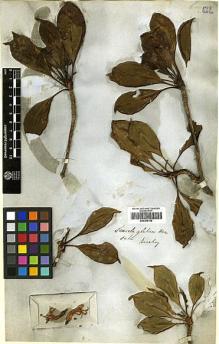 Type specimen at Edinburgh (E). Beechey's Voyage [Collectors: Lay & Collie]: . Barcode: E00369150.