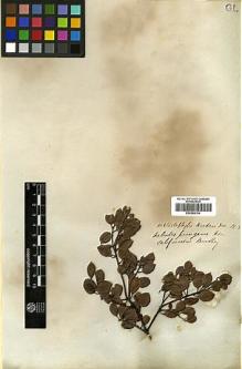 Type specimen at Edinburgh (E). Beechey's Voyage [Collectors: Lay & Collie]: . Barcode: E00369154.