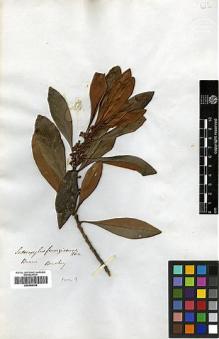 Type specimen at Edinburgh (E). Beechey's Voyage [Collectors: Lay & Collie]: . Barcode: E00369158.