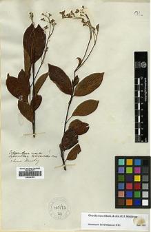 Type specimen at Edinburgh (E). Beechey's Voyage [Collectors: Lay & Collie]: . Barcode: E00369159.